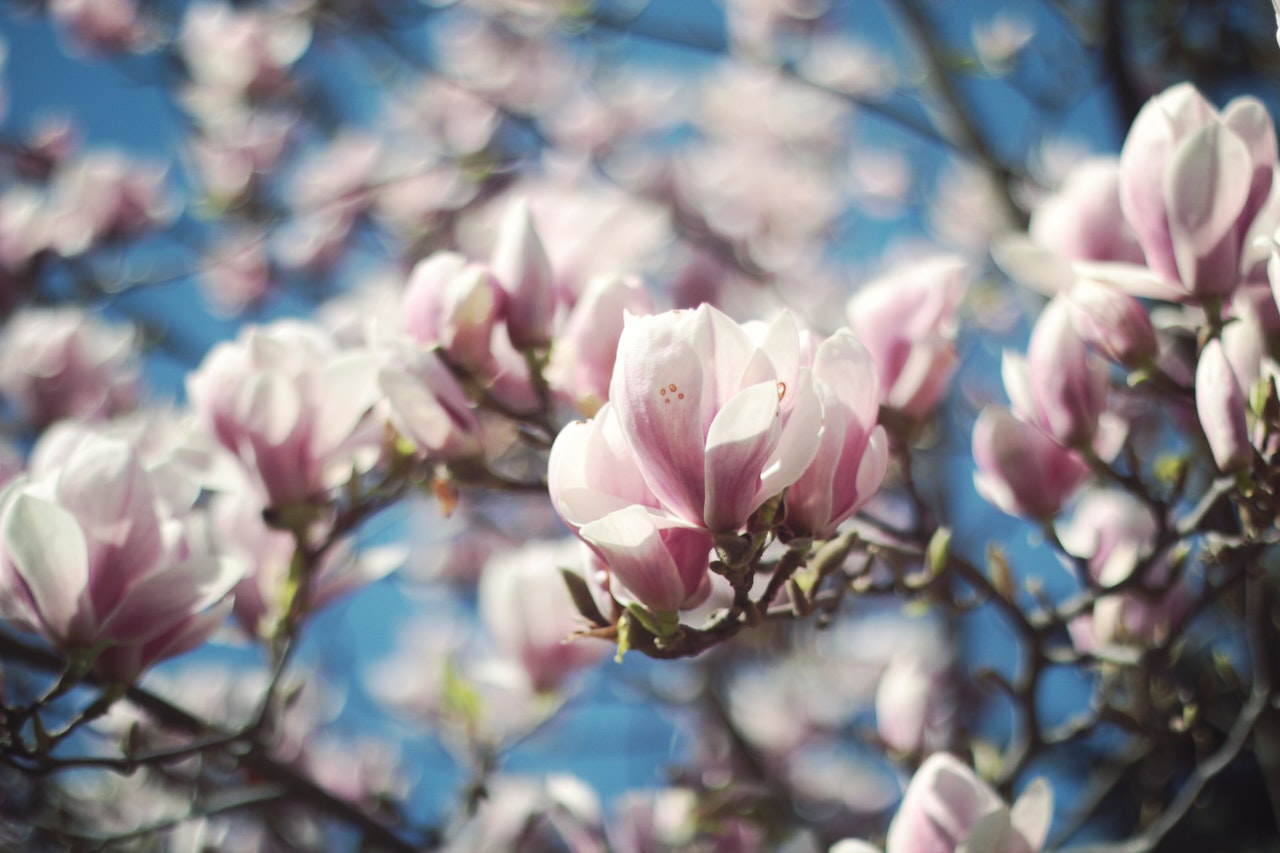 Photo by Deena: https://www.pexels.com/photo/selective-focus-photo-of-white-and-pink-petaled-flowers-1107305/