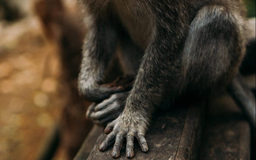 Photo by Dmitriy Zub: https://www.pexels.com/photo/small-monkey-screaming-in-zoo-7057974/