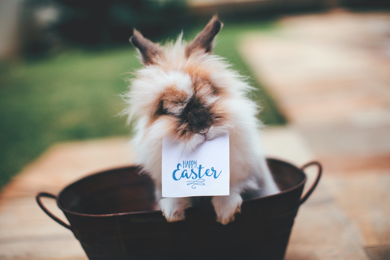 Photo by Helena Lopes: https://www.pexels.com/photo/hare-on-basket-with-happy-easter-card-on-mouth-730848/