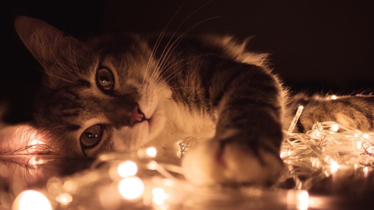 Photo by Marcus Pinho: https://www.pexels.com/photo/gray-tabby-cat-lying-on-white-string-lights-923360/