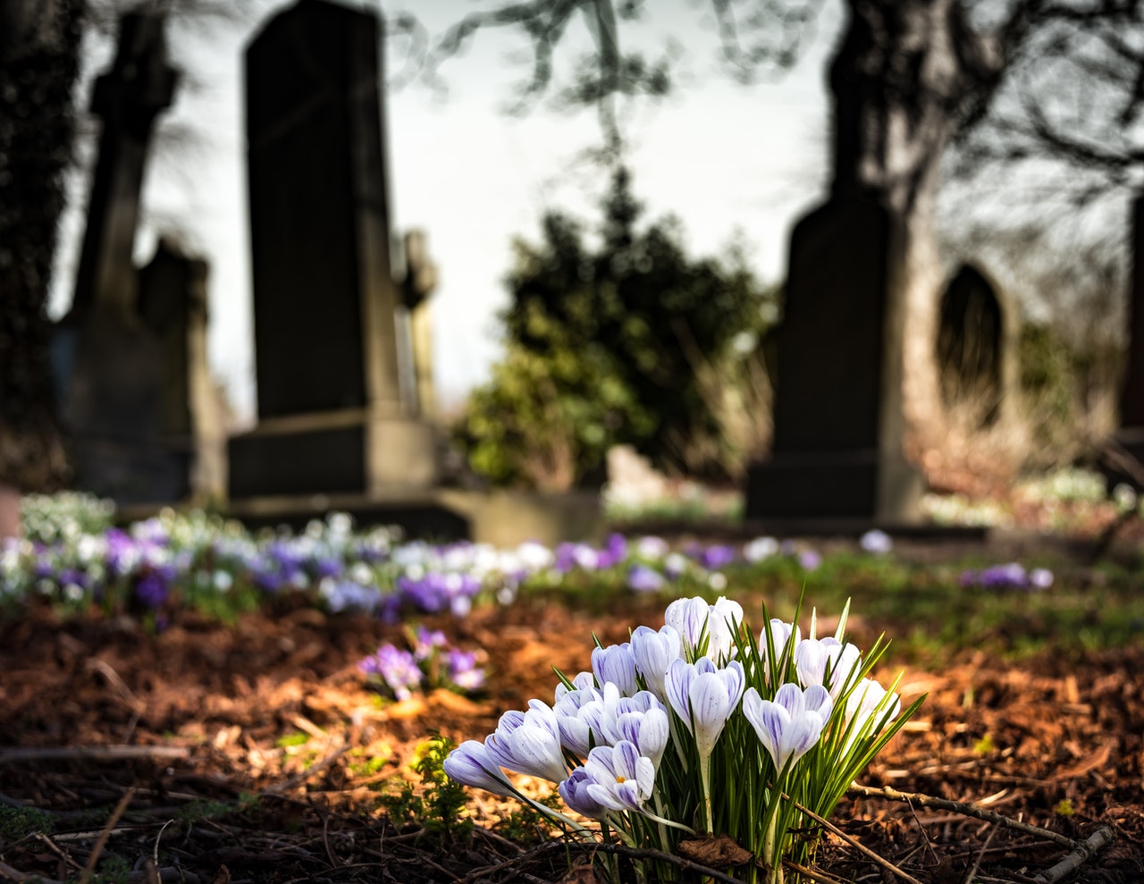 Photo by Pixabay: https://www.pexels.com/photo/purple-crocus-in-bloom-during-daytime-161280/