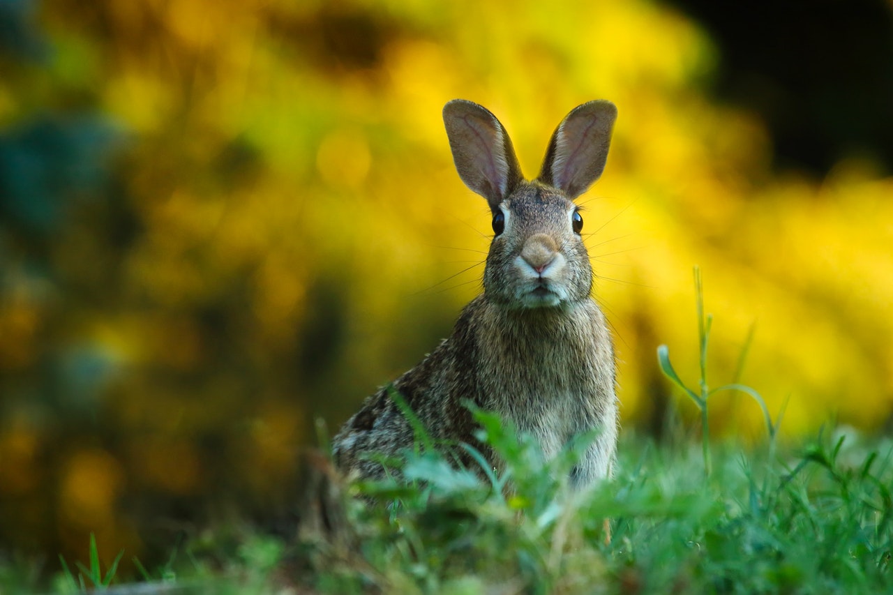 Photo by Pixabay: https://www.pexels.com/photo/close-up-of-rabbit-on-field-247373/