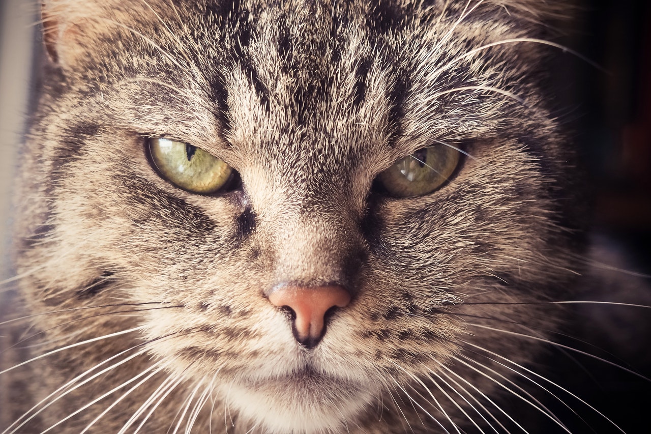 Photo by Pixabay: https://www.pexels.com/photo/animal-animal-portrait-animal-world-annoyed-289381/