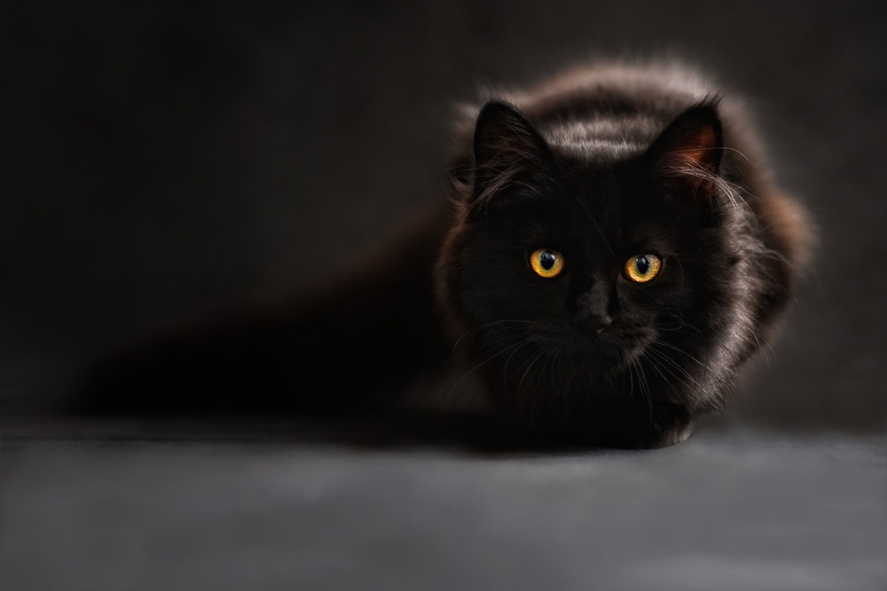 Photo by Pixabay: https://www.pexels.com/photo/brown-and-black-cat-37337/